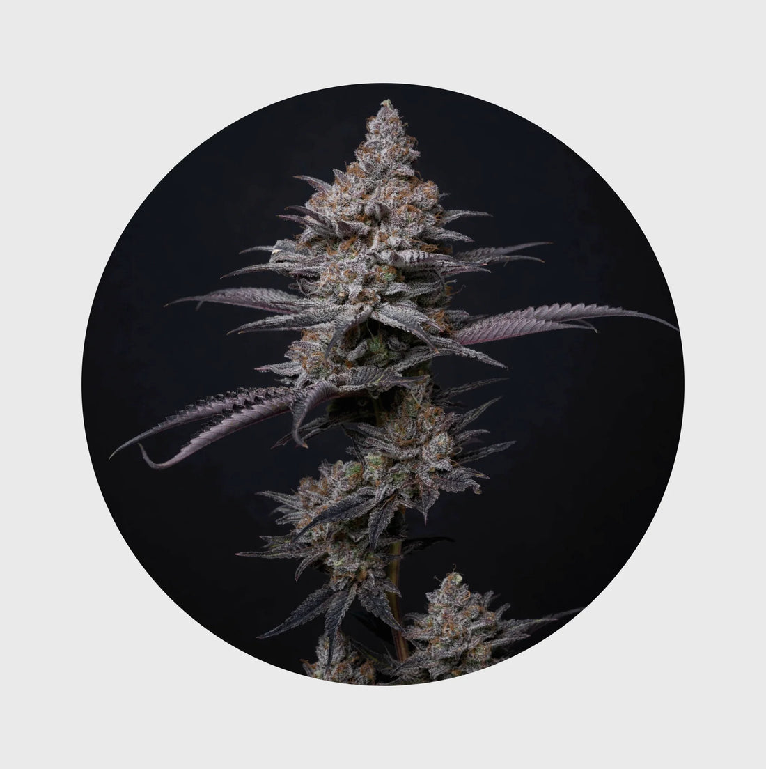 Cali Genetics Blueberry Bubba 21% THC - fast flowering - 3 Stück