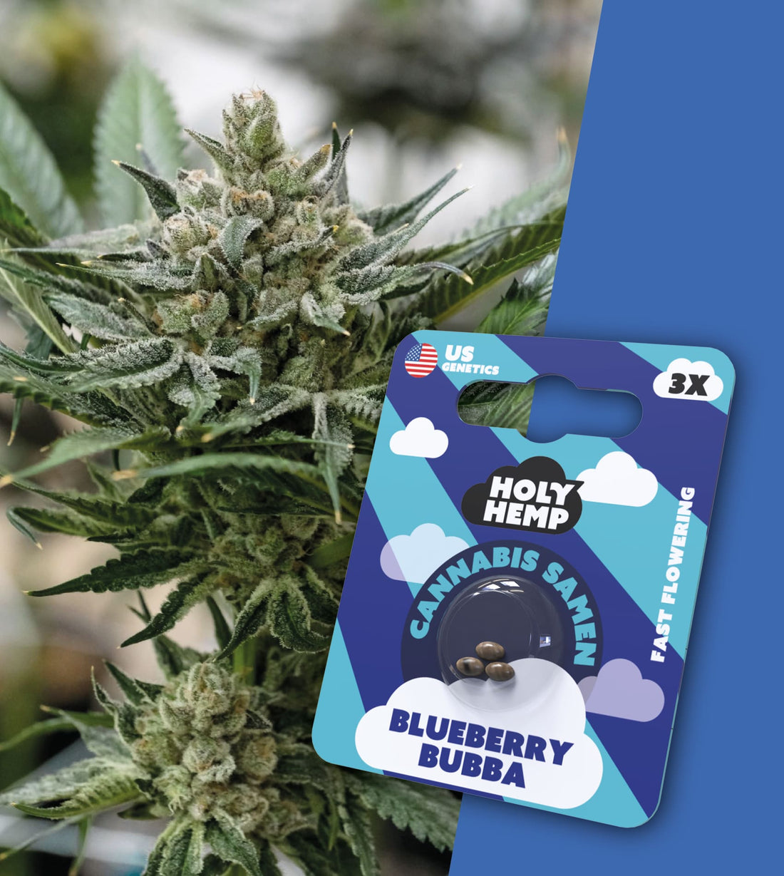 Holy Hemp US Cannabis Samen - Blueberry Bubba - 3 Stück