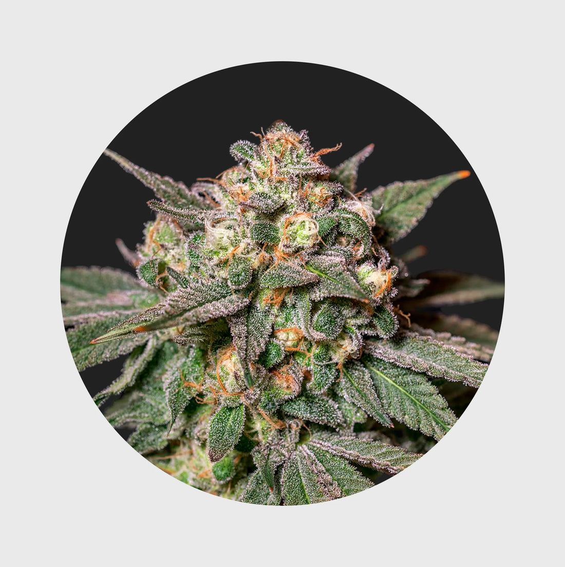 Cali Genetics Chocolate Mint OG 21,3% THC - auto flowering - 3 Stück