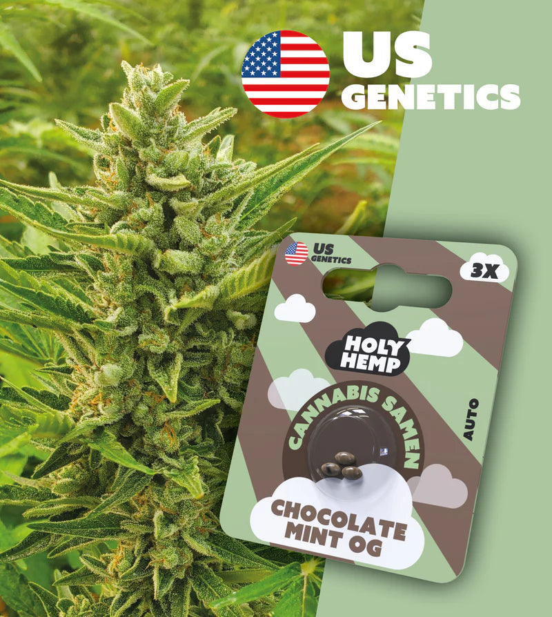 Holy Hemp US Cannabis Samen - Chocolate Mint OG - 3 Stück