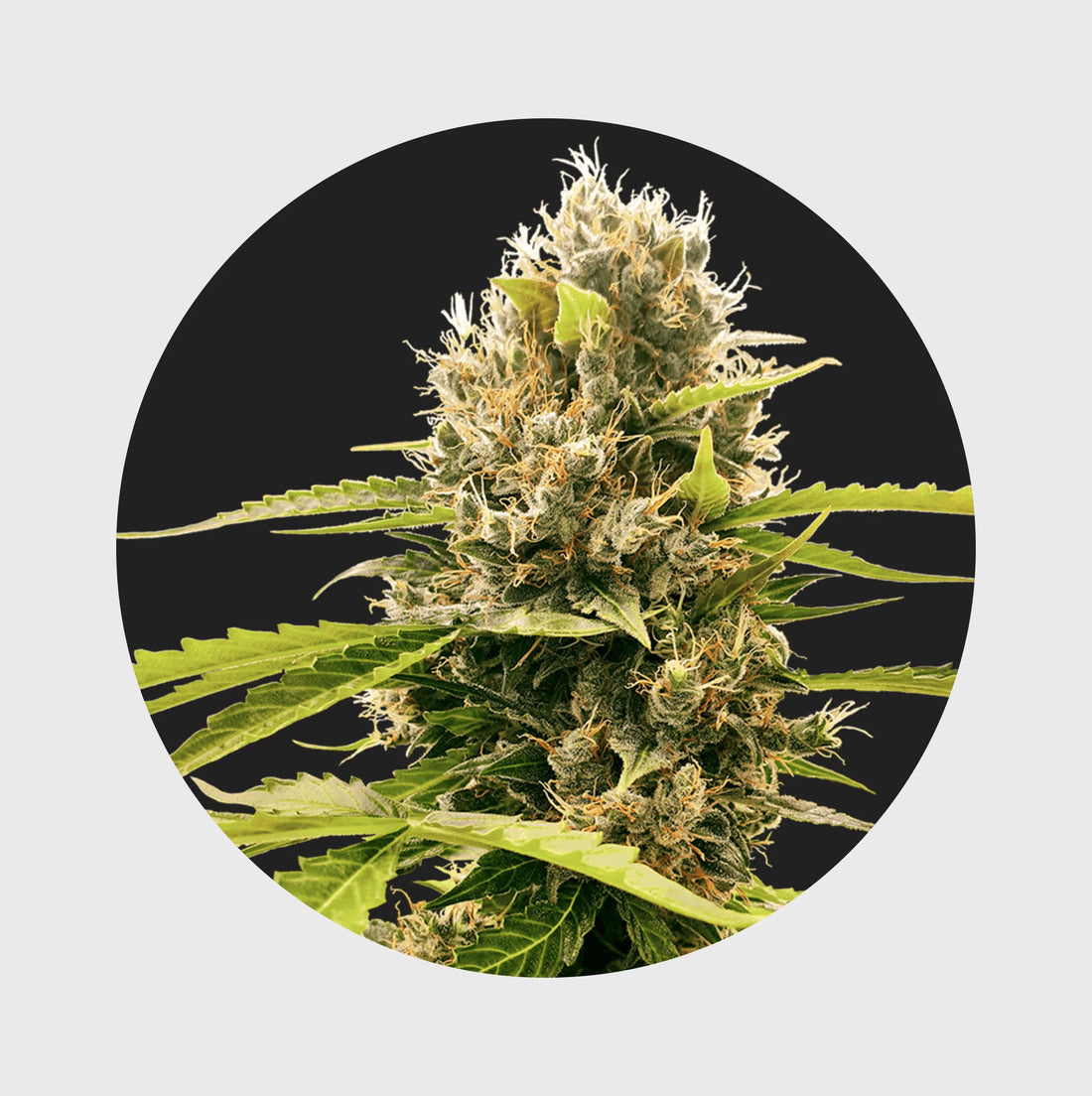 Cali Genetics Cream Mandarine 18% THC - auto flowering - 3 Stück