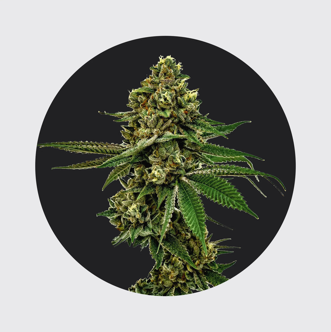 Cali Genetics Forbidden Runtz 27,5% THC - fast flowering - 3 Stück