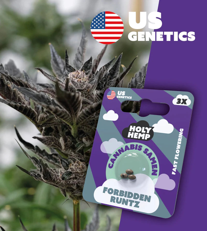 Holy Hemp US Cannabis Samen - Forbidden Runtz - 3 Stück
