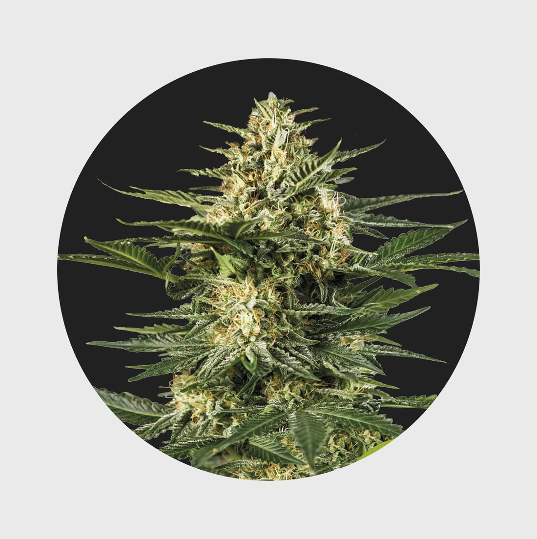 Cali Genetics Gelato41 25% THC - full season - 3 Stück