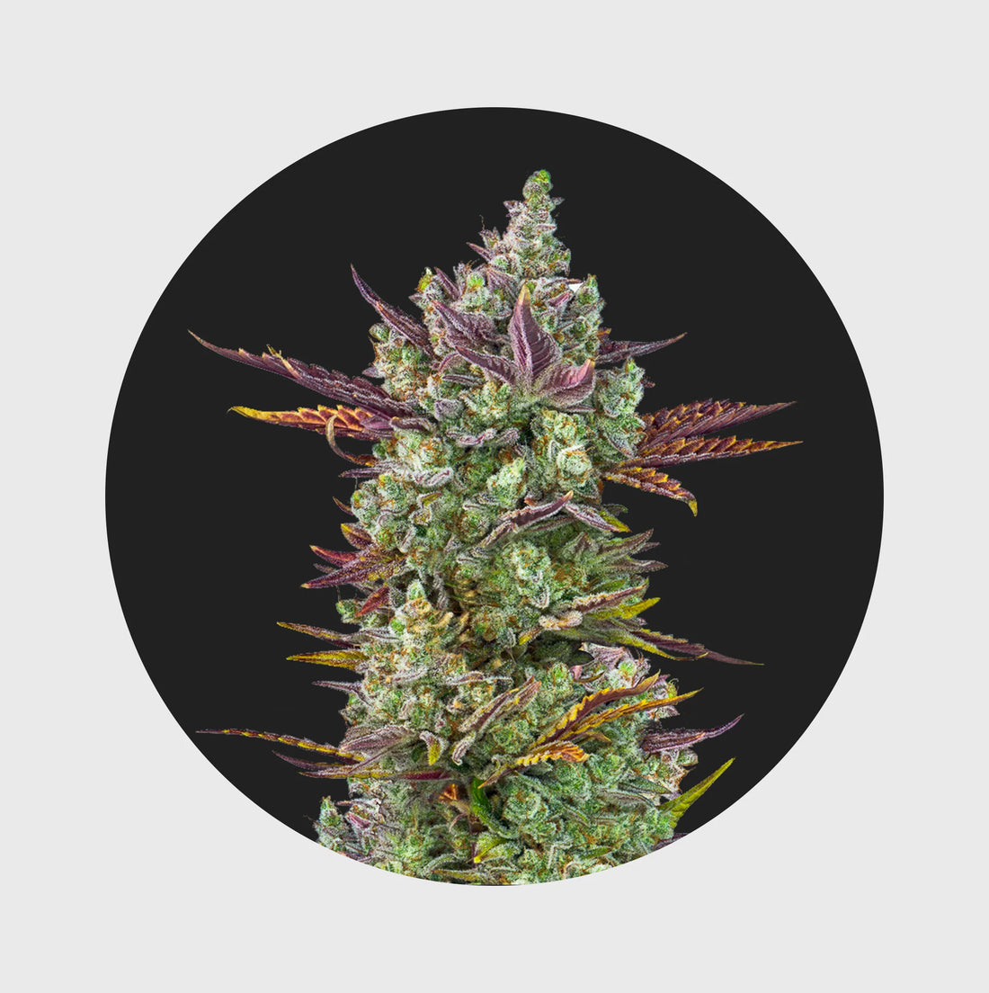 Cali Genetics Gorilla Glue 25% THC - full season - 3 Stück