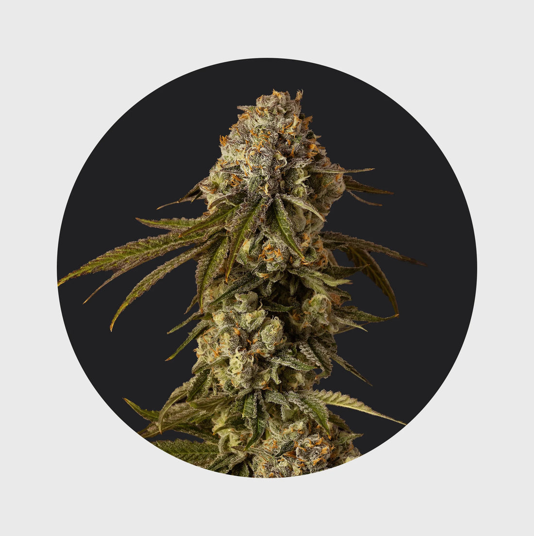 Cali Genetics Mango Smile 25% THC - auto flowering - 3 Stück
