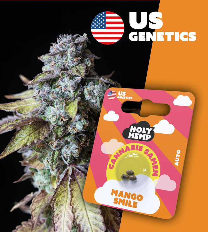 Holy Hemp US Cannabis Samen - Mango Smile - 3 Stück