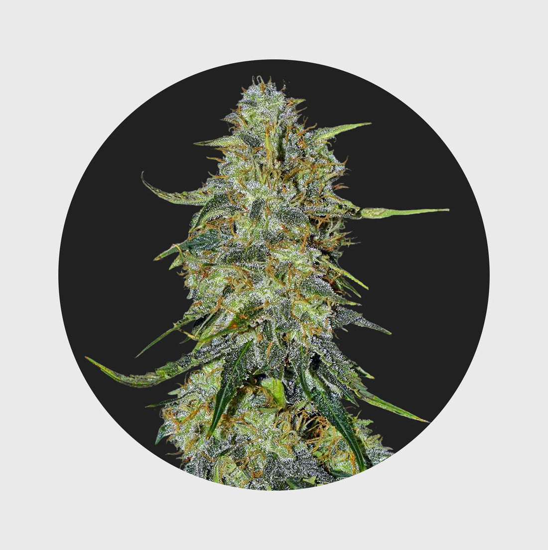 Amsterdams Finest Northern Lights 22% THC - auto flowering - 3 Stück