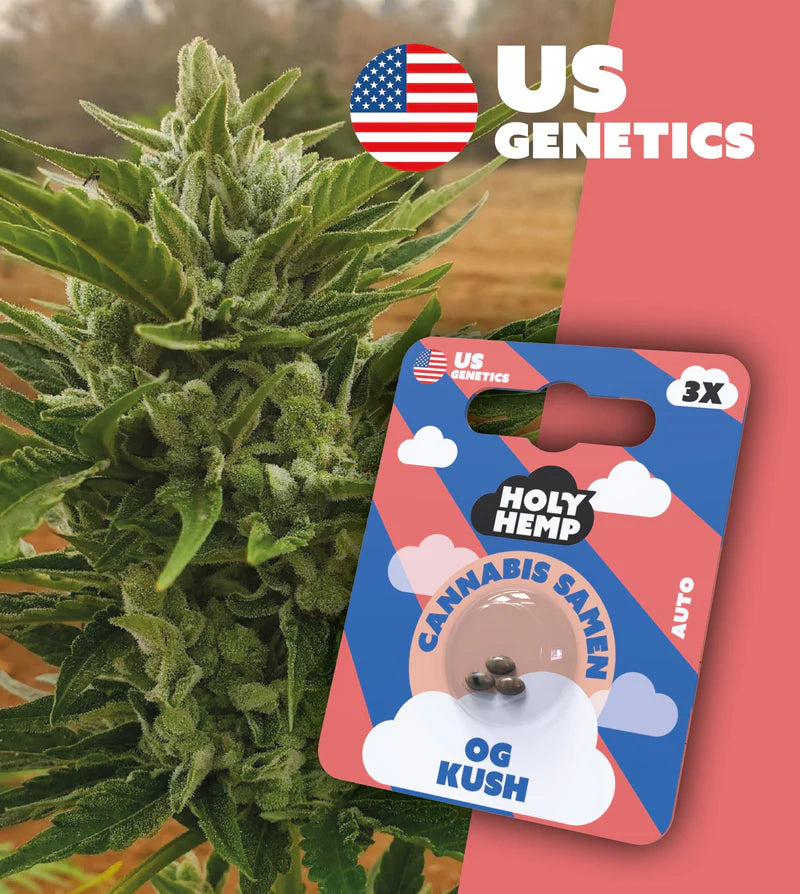 Holy Hemp US Cannabis Samen - OG Kush - 3 Stück