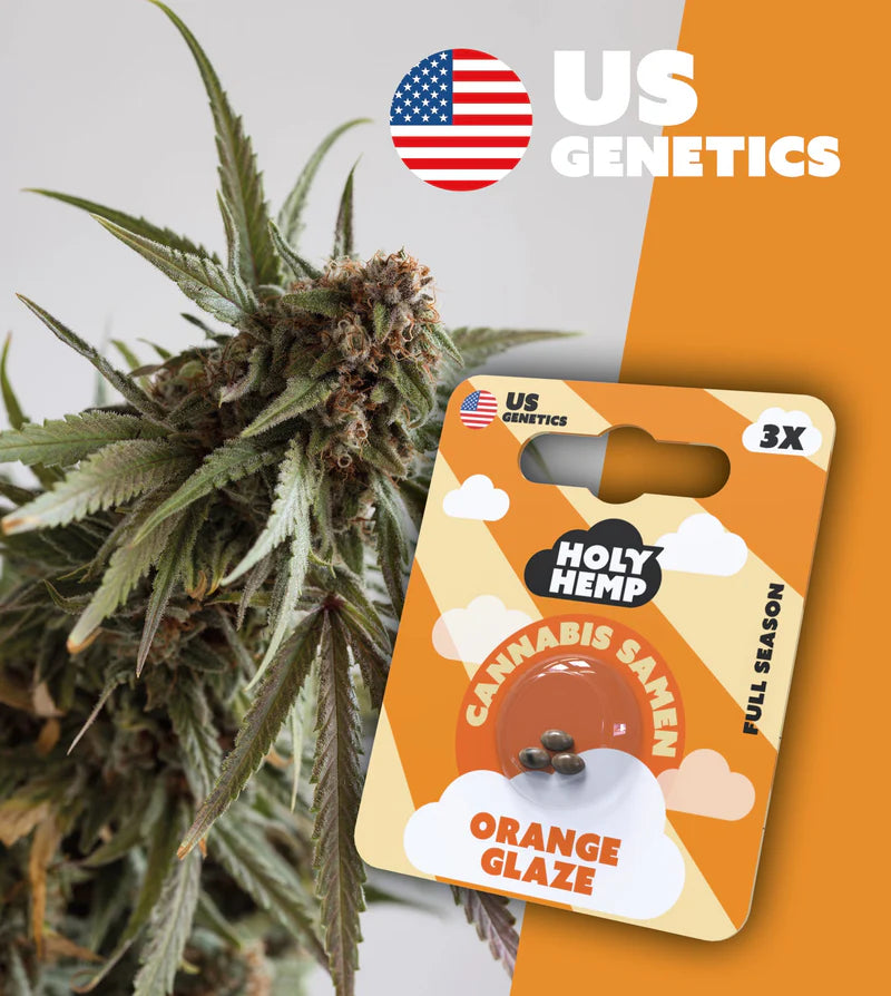 Holy Hemp US Cannabis Samen - Orange Glaze - 3 Stück