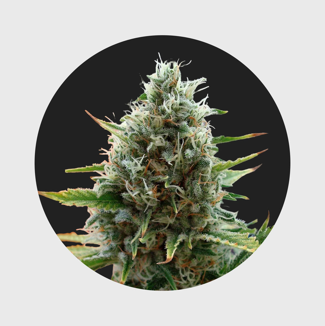Cali Genetics Papaya 27% THC - fast flowering - 3 Stück