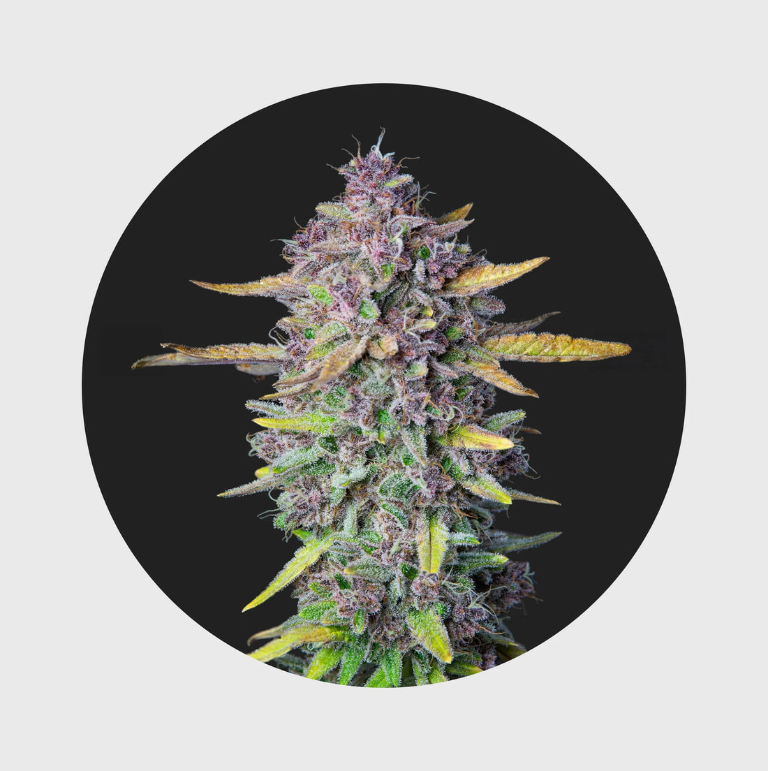 Cali Genetics Purple Milkshake 32,6% THC - full season - 3 Stück