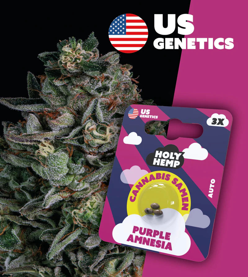 Holy Hemp US Cannabis Samen - Purple Amnesia - 3 Stück