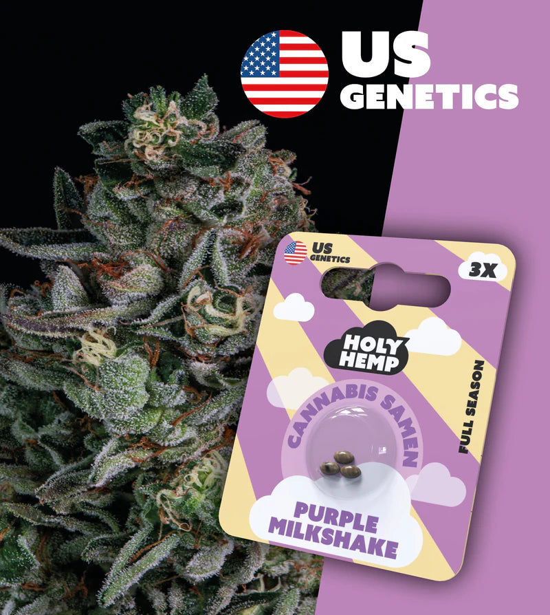Holy Hemp US Cannabis Samen - Purple Milkshake - 3 Stück