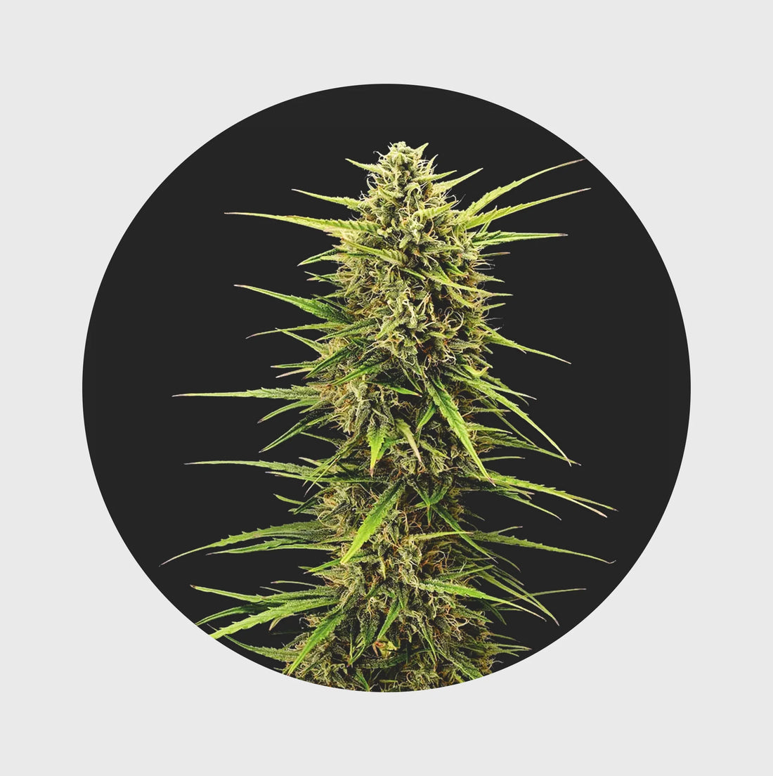 Cali Genetics Seeds Rainbow Apples 25% THC - full season - 3 Stück
