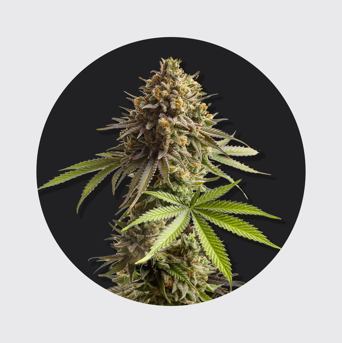 Cali Genetics Sour Diesel 24% THC - auto flowering - 3 Stück