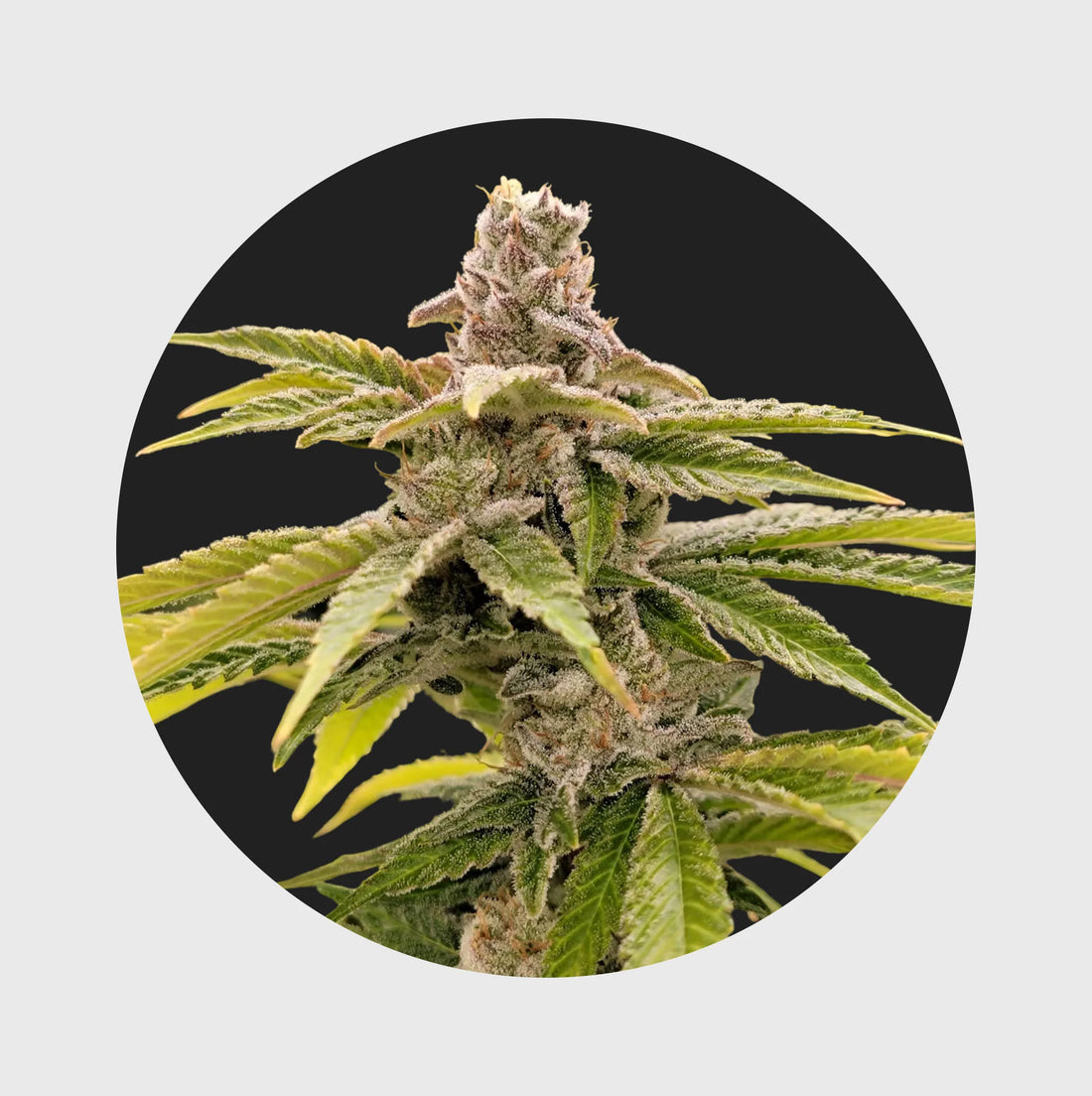 Cali Genetics Strawberry Guava 33% THC - fast flowering - 3 Stück