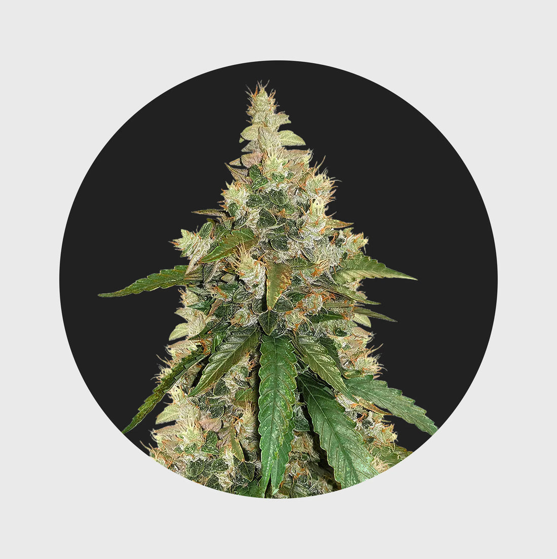 Amsterdams Finest Super Skunk 22% THC - auto flowering- 3 Stück