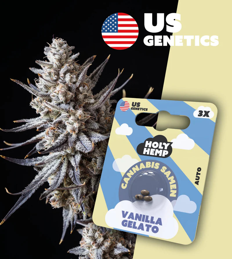 Holy Hemp US Cannabis Samen - Vanilla Gelato - 3 Stück
