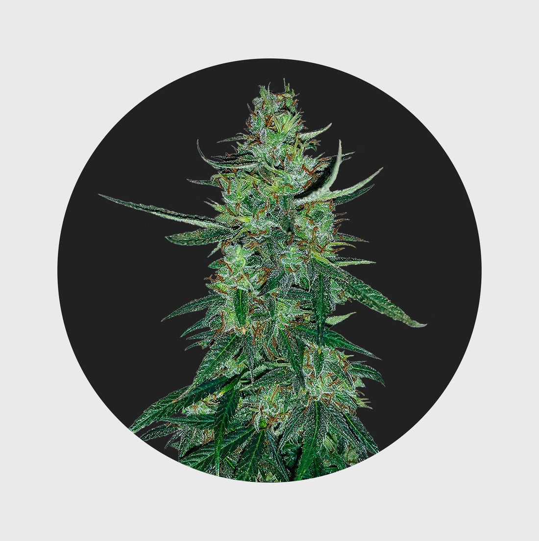 Amsterdams Finest White Widow 22,5% THC - auto flowering - 3 Stück