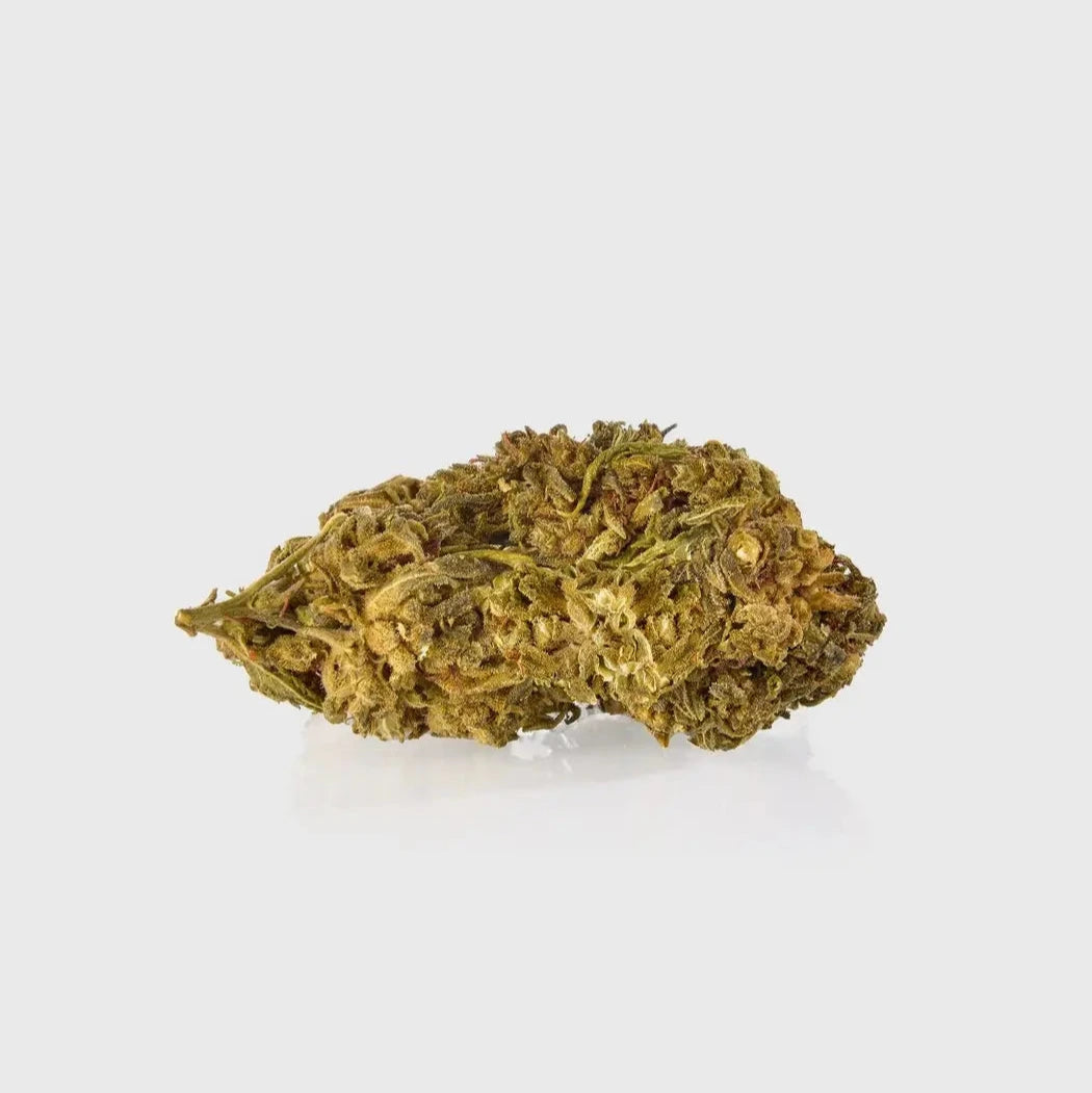 Guerillas Gusto 20 % 10HC