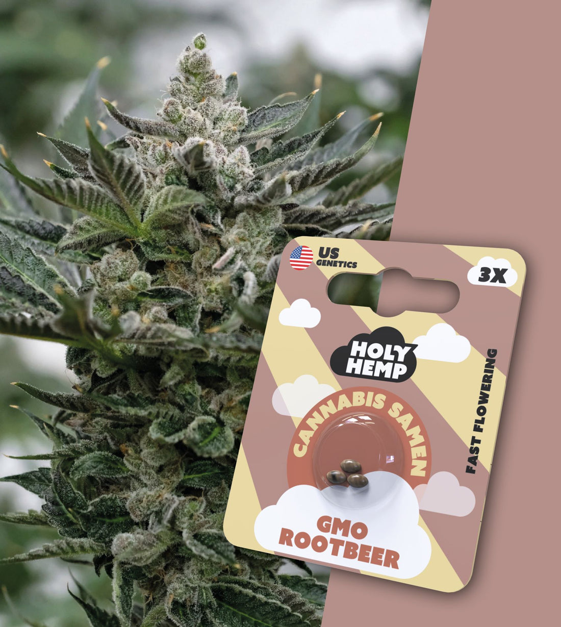 Holy Hemp US Cannabis Samen - GMO Rootbeer - 3 Stück