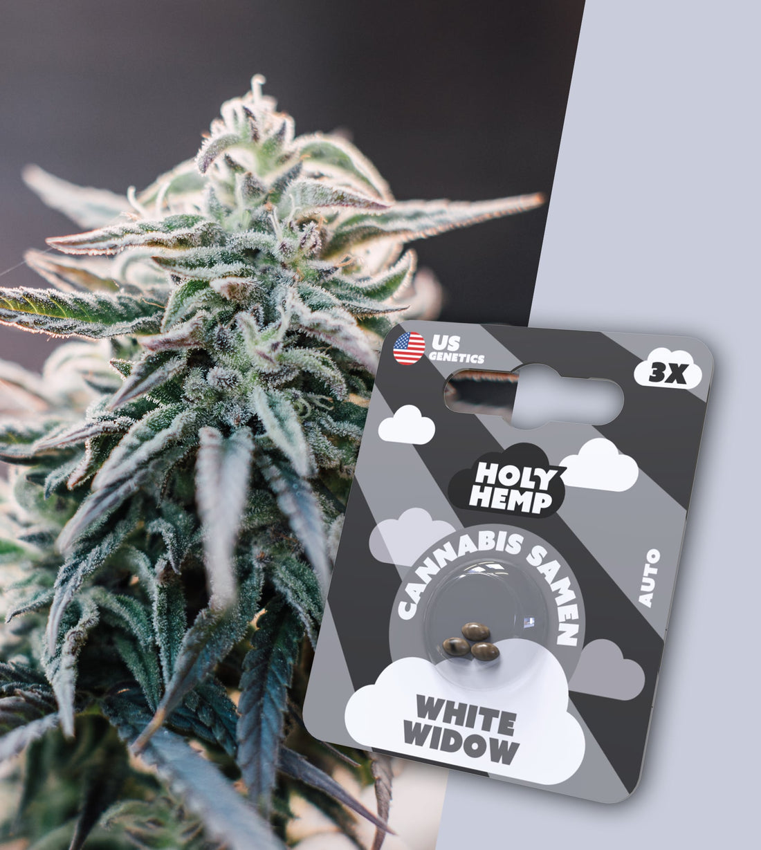 Holy Hemp US Cannabis Samen - White Widow - 3 Stück
