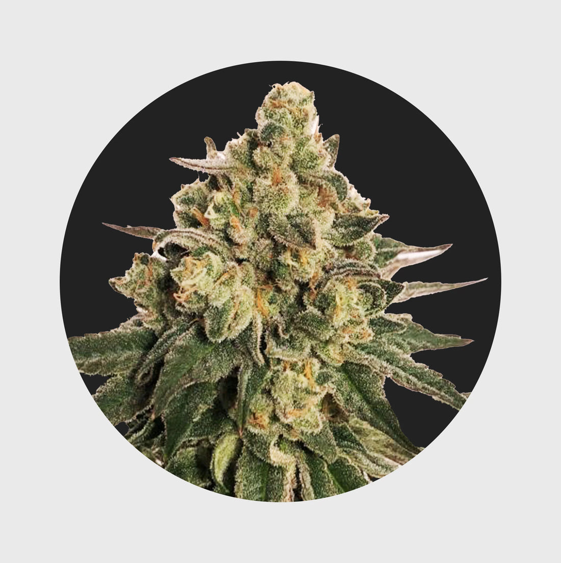 Cali Genetics MAC 20% THC - auto flower- 3 Stück